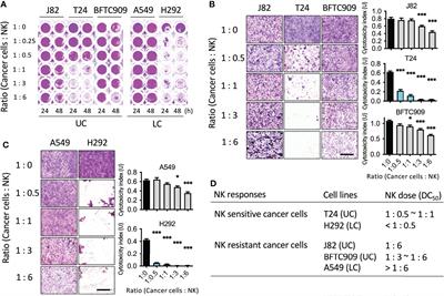 Evasion of NK cell immune surveillance via the vimentin-mediated cytoskeleton remodeling